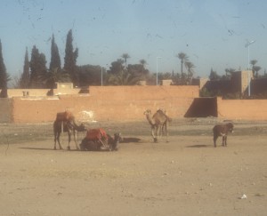 Tourist Camels