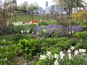 Flowers in the park. 