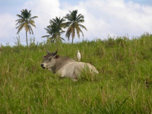 View of two friends relaxing in the grass.