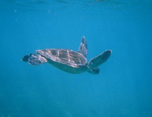 Galapagos Turtle