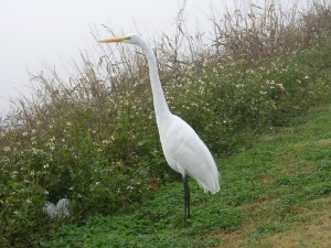 Egret on Bank of the Mississippi