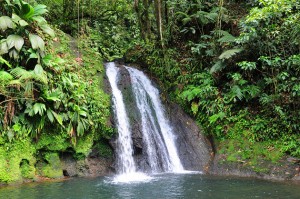 Lush rain forest