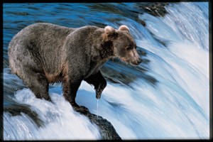 CEL_Alaska_WaterfallBear