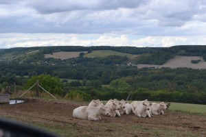 Cows along the road are a common sight